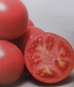 qPRIMAX 1000rg}gy@܁@zTJ^̃^l