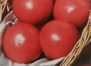 qPRIMAX 1000rg}gy@nEXpg@zTJ^̃^l