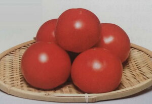 qPRIMAX 1000rg}gy@}CbN@zTJ^̃^l