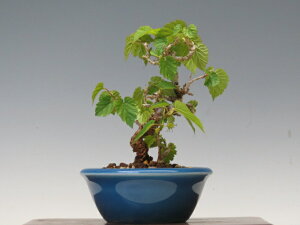 植木 桑」の人気商品一覧・価格比較 - 価格.com