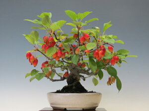 ~ PD y~j~ i~ ~ lCi 萔 z ~͐X OY|