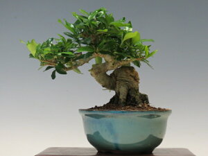 ~ Ȃ y~j~ i~ Gؖ~ lCi 萔 z ~͐X OY|