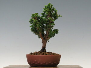 盆栽 石化ひのき【ミニ盆栽 小品盆栽 松柏盆栽 ギフト お買い得商品】 盆栽専門店 三浦培樹園