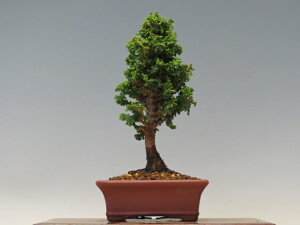 盆栽 石化ひのき【ミニ盆栽 小品盆栽 松柏盆栽 ギフト お買い得商品】 盆栽専門店 三浦培樹園