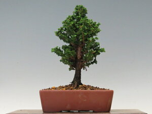 ~ ΉЂ̂y~j~ i~ ~ Mtg iz ~͐X OY|