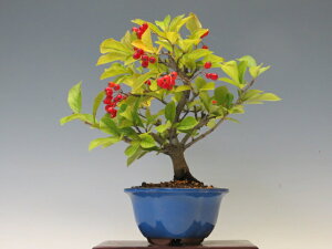 ~ {܂y~j~ i~ ~ Mtg iz ~͐X OY|