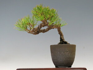 ~ ԏy~j~ i~ ~ Mtg iz ~͐X OY|