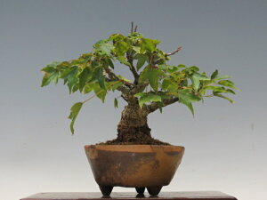 ~ Ły~j~ i~ Gؖ~ lCi 萔z ~͐X OY|