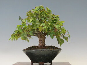 ~ Ły~j~ i~ Gؖ~ lCi 萔z ~͐X OY|