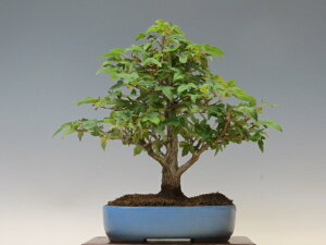 ~ Ły~j~ i~ Gؖ~ lCi 萔z ~͐X OY|