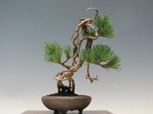 ~ ܗty~j~ i~ ~ lCi 萔 z ~͐X OY|