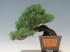 ~ ܗtiȁjy~j~ i~ ~ lCi 萔 z ~͐X OY|