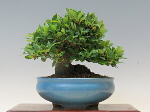 ~ Ȃ y~j~ i~ Gؖ~ lCi 萔 z ~͐X OY|