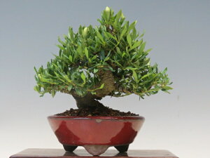 ~ Ȃi_j y~j~ i~ Gؖ~ lCi 萔 z ~͐X OY|