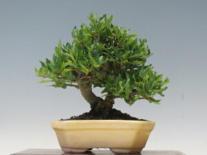 ~ Ȃi_j y~j~ i~ Gؖ~ lCi 萔 z ~͐X OY|