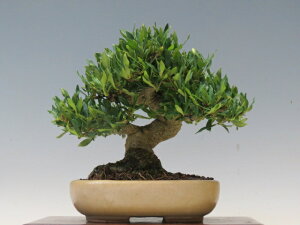 ~ Ȃi_j y~j~ i~ Gؖ~ lCi 萔 z ~͐X OY|