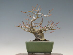 ~ R݂ y~j~ i~ Gؖ~ lCi 萔z ~͐X OY|