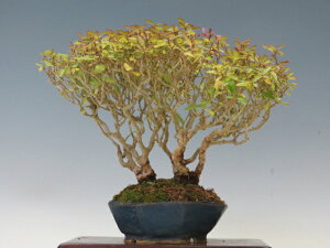 ~ ڂ y~j~ i~ Gؖ~ lCi 萔z ~͐X OY|