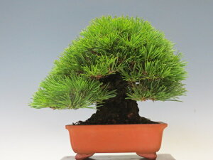 ~ y~j~ i~ ~ lCi 萔z ~͐X OY|