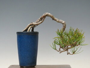 ~ ԏy~j~ i~ ~ Mtg iz ~͐X OY|