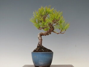 ~ ԏy~j~ i~ ~ Mtg iz ~͐X OY|