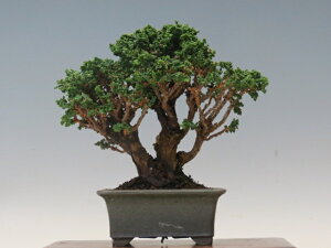 �~�� �Ή��Ђ̂��y�~�j�~�� ���i�~�� �����~�� �l�C���i ����萔������ �z �~�͐��X �O�Y�|����