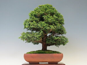 �~�� �ÎR�Ђ̂��y�~�j�~�� ���i�~�� �����~�� �l�C���i ����萔������ �z �~�͐��X �O�Y�|����