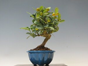 �~�� ���񂸁y�~�j�~�� ���i�~�� �����~�� �M�t�g �����������i�z �~�͐��X �O�Y�|����