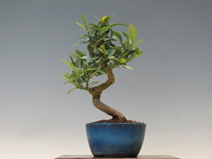 �~�� ���񂸁y�~�j�~�� ���i�~�� �����~�� �M�t�g �����������i�z �~�͐��X �O�Y�|����