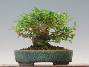 �~�� �����Ȃ��i���_�j �y�~�j�~�� ���i�~�� �G�ؖ~�� �l�C���i ����萔������ �z �~�͐��X �O�Y�|����