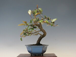 �~�� �����݁y�~�j�~�� ���i�~�� �����~�� �M�t�g �����������i�z �~�͐��X �O�Y�|����