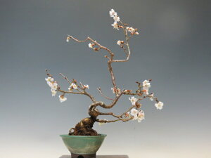 �~�� �M�Z�����y�~�j�~�� ���i�~�� �ԕ��~�� �M�t�g �����������i�z �~�͐��X �O�Y�|����