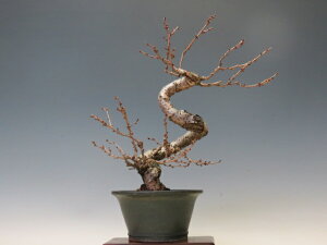 �~�� �\�������y�~�j�~�� ���i�~�� �ԕ��~�� �M�t�g �����������i�z �~�͐��X �O�Y�|����