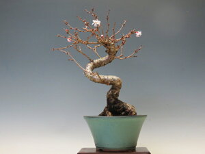 �~�� �\�������y�~�j�~�� ���i�~�� �ԕ��~�� �M�t�g �����������i�z �~�͐��X �O�Y�|����