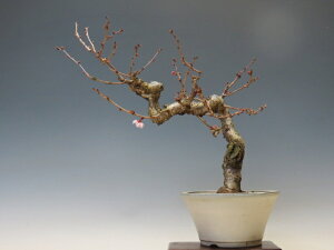 �~�� �\�������y�~�j�~�� ���i�~�� �ԕ��~�� �M�t�g �����������i�z �~�͐��X �O�Y�|����