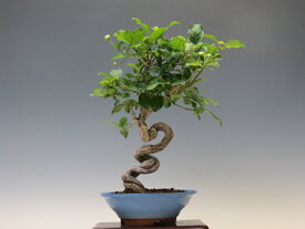 盆栽 まゆみ（荒皮）【ミニ盆栽 小品盆栽 実物盆栽 人気商品 代引手数料無料】 盆栽専門店 三浦培樹園
