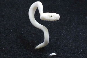 i[K{[sAX/6Q[W i6Gj wr  XlCN Xl[N  {fBsAX ̊p⍜ AM[Ή Y fB[X CfBAWG[  {w~A yA 