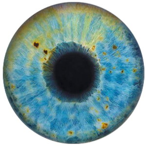 ܂̃u[AC ACJ{[VKXp[c 12mm 16mm 18mm 20mm 25mm 30mm ANZT[ sAX fR[V Ntg DIY nhCh J{V h[ l`̊ ʂ݂̖ H 