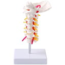 UPstore 実物大 頚椎 頸椎模型 首 くび 後頭骨 骨格模型 1/1サイズ スタンド付き 360度回転 椎間板 脊髄神経 椎骨動脈…