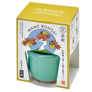 聖新陶芸 春 / 秋の 手のひら庭園 まめ盆栽 盆栽キット ミニ 栽培キット ゆったり育てる 紅葉 簡単 栽培セット ( 自由研究 ) 鉢の径約4cm ミニ HACO MAME 父の日 母の日 プレゼント 誕生日 GD-96503