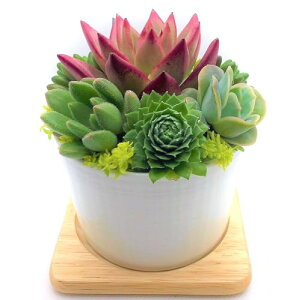 A ̂܂܏񂹐A 픫 ꌊ Ńvv̉΂W߂񂹐A Mtg v[g ԑ w Ǝ Ў Zj[ Mtg v[g