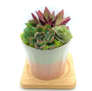 񂹐A A ̂܂܏񂹐A Ńvv̉΂𓩊픫ɏW߂񂹐A 픫 ꌊ ̓ ̓ w Ǝ Ў Zj[ v[g M