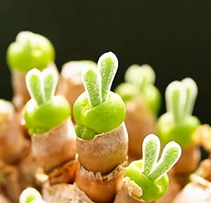 yAzjA̎ 10 ĕ̐t Monilaria cactus@jA@cactus