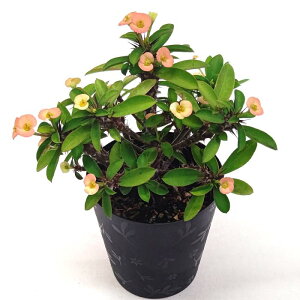 [tHrA ԃL niL 3.5 10.5cm v  A  ϗtA A Ԕ  񂹐A t[