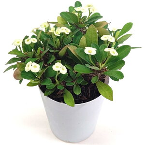 [tHrA ԃL niL 3.5 10.5cm v  A  ϗtA A Ԕ  񂹐A t[