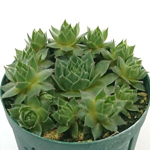 uEj[ ZyrE 9cm|bg A ϗtA A 񂹐A   G CeA  rO