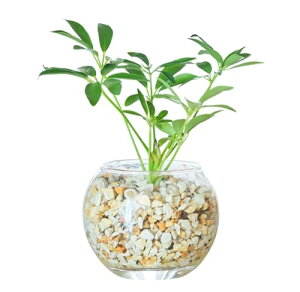  J|bN VFt ϗtA { ~j ygȂ nChJ`[ ɗǂ 