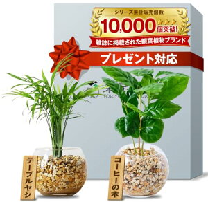  nChJ`[ ϗtA 2_Zbg { ~j ygȂ  e[uV R[q[̖