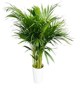 Ԃ̃Mtg AJV ϗtA { ^ V 7 ϗt A p 7  