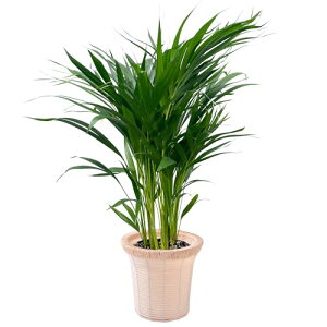 Ԃ̃Mtg AJV ϗtA { ^ V 7 ϗt A p 7  